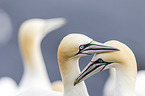 northern gannets