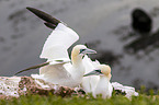 northern gannets