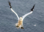 northern gannet