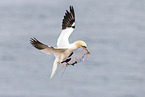 northern gannet