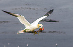 northern gannet