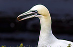 northern gannet