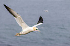 northern gannet