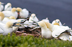 northern gannets