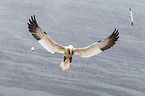 northern gannet