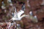 northern gannet