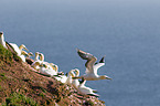 northern gannets