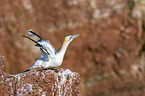 northern gannet