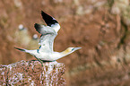 northern gannet