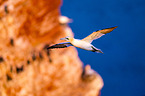 northern gannet