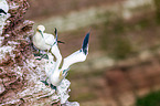 northern gannets