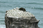 northern gannets