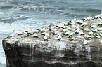 northern gannets