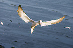 northern gannet