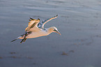 northern gannet