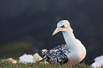 northern gannet