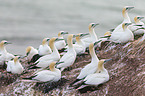 northern gannets