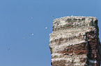 northern gannets