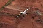 northern gannet