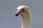 northern gannet