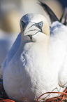 northern gannet