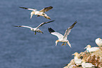 northern gannets