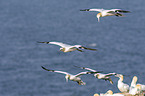 northern gannets