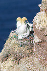 northern gannets