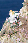 northern gannets