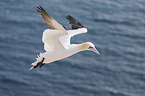 northern gannet