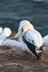 northern gannet