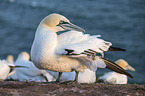 northern gannet