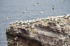 northern gannets