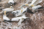 northern gannets