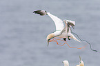 northern gannet