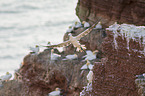 northern gannets