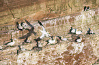 northern gannets