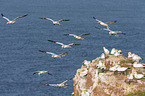 northern gannets