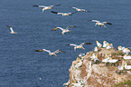 northern gannets