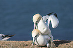 northern gannets