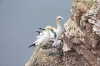 northern gannets