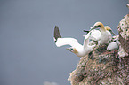 northern gannets