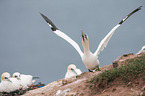 northern gannets