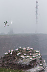 northern gannets