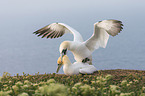 northern gannets