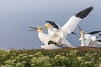 northern gannets