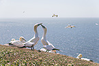 northern gannets