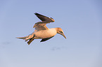 northern gannet