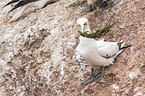 northern gannet