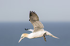 northern gannet